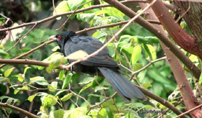 ছবি : সোমা দেব