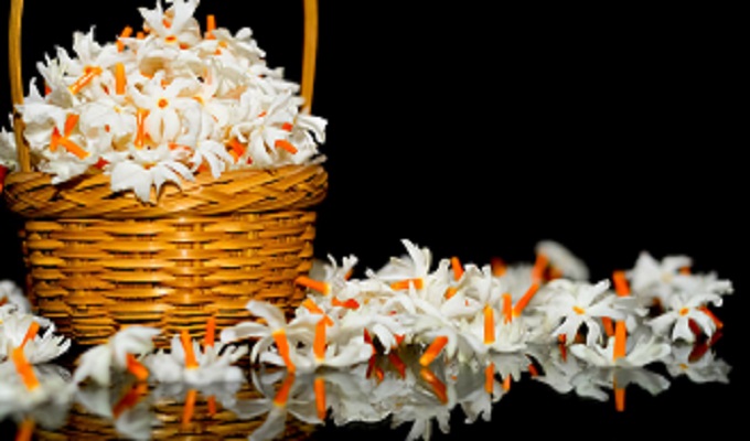 শিউলি ফুল