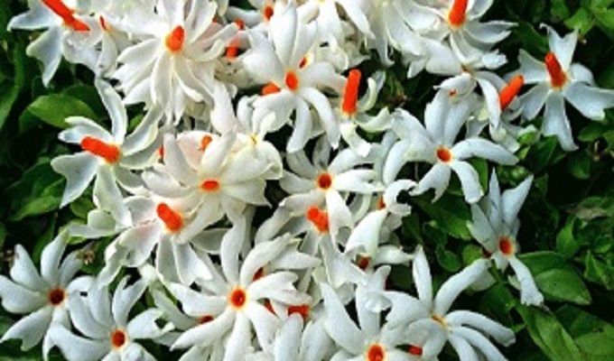 শেফালী ফুল