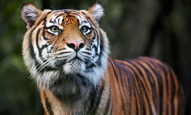 প্রতীকী ছবি