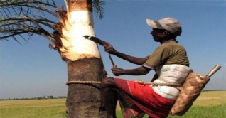জেনে নিন খেজুরের রসের পুষ্টিগুণ ও উপকারিতা জেনে নিন খেজুরের রসের পুষ্টিগুণ ও উপকারিতা