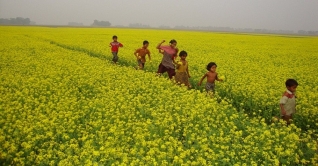 সরষে ফুলে হলুদে রাঙা ডুমুরিয়ার দিগন্ত