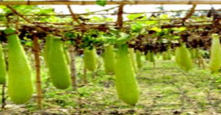 নেত্রকোণায় মাচা পদ্ধতিতে লাউ চাষে সাফল্য