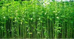 নড়াইলে ২৩ হাজার ৪৩০ হেক্টর জমিতে পাটের আবাদ