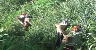 চিম্বুকের পথে পথে আনারসের ঘ্রাণ