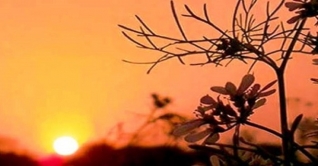 বিদায় নিচ্ছে শীত বিদায় নিচ্ছে শীত