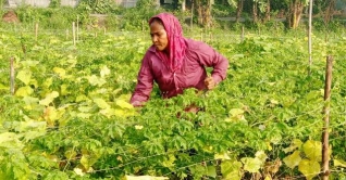 যাদের সংসার চলে অন্যের জমির ফসল তুলে