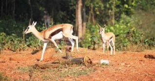 সাফারি পার্কে থমসন গজেল পরিবারে নতুন অতিথি