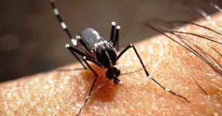 ডেঙ্গু আক্রান্ত হয়ে আরও ৪৪০ জন হাসপাতালে