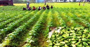 সিরাজগঞ্জে খিরার বাম্পার ফলন সিরাজগঞ্জে খিরার বাম্পার ফলন