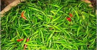 কাঁচামরিচের কেজি ২৮ টাকা
