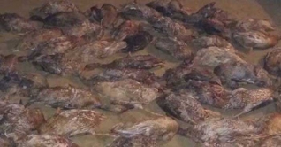 পাখি শিকারিদের বিষটোপে মারা গেল ৩০০ হাঁস