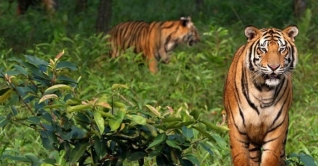 বিশ্ব বাঘ দিবস আজ বিশ্ব বাঘ দিবস আজ