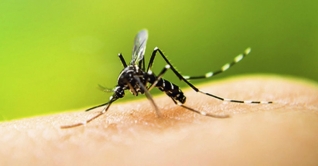 খুলনায় ডেঙ্গু জ্বরে গৃহবধূর মৃত্যু