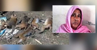 মাদারীপুরে বিষ দিয়ে বানর হত্যা মামলায় গৃহবধূ কারাগারে