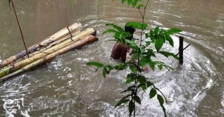 নিখোঁজ কিশোরীর হাত-পা বাঁধা লাশ মিলল খালে