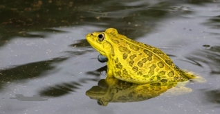 মশা মারতে এবার ‘ব্যাঙ’ দাগাবে ডিএসসিসি