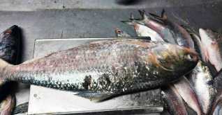 এক ইলিশের দাম ৬ হাজার টাকা! এক ইলিশের দাম ৬ হাজার টাকা!