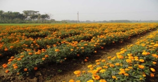 করোনায় শতাধিক কোটি টাকার ফুল নষ্টে বিপাকে চাষিরা