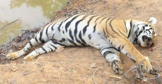 সুন্দরবন থেকে একটি মৃত বাঘ উদ্ধার সুন্দরবন থেকে একটি মৃত বাঘ উদ্ধার