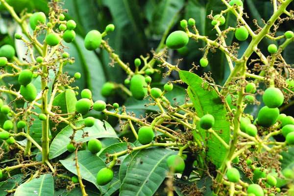 রাজধানীতে গাছে গাছে আম, প্রকৃতির এক মধুর বার্তা