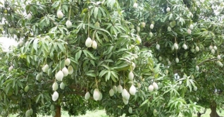 ১৫ মে থেকে রাজশাহীতে আম পাড়া শুরু