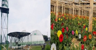 যশোরে হচ্ছে দেশের প্রথম ফুল প্রক্রিয়াজাতকরণ কেন্দ্র