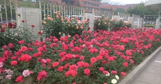 ঝড়ের পর রাজধানীর বাতাসের মানের উন্নতি