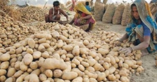 এবার দামে ইতিহাস গড়ল আলু!