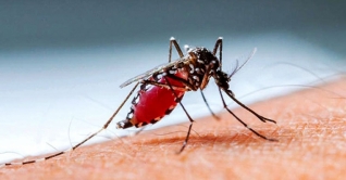 রাজধানীতে ডেঙ্গুতে আরও দুই শিশুর মৃত্যু