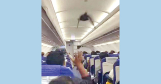 ভারতীয় বিমানে কবুতর, যাত্রীদের আনন্দ-উল্লাস ভারতীয় বিমানে কবুতর, যাত্রীদের আনন্দ-উল্লাস