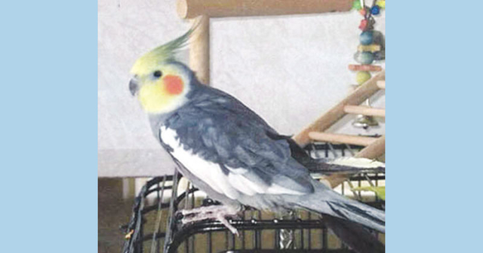 বিশ্বের সবচেয়ে দীর্ঘজীবী তোতা ‘সানি’