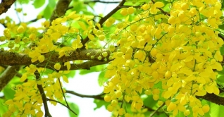 ঢাকা-চট্টগ্রাম মহাসড়কের কুমিল্লা অংশে ফুলের সমাহার ঢাকা-চট্টগ্রাম মহাসড়কের কুমিল্লা অংশে ফুলের সমাহার