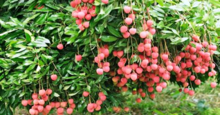 গুরুদাসপুরের লিচুর কদর দেশজুড়ে