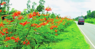 ঢাকা-চট্টগ্রাম মহাসড়কে যাত্রীদের স্বাগত জানাচ্ছে কৃষ্ণচূড়া