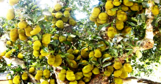 ব্রাহ্মণবাড়িয়ায় কাঁঠালের বাম্পার ফলন 