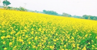 সরিষার হলুদ ফুলে ভরে গেছে মাঠ সরিষার হলুদ ফুলে ভরে গেছে মাঠ