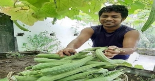 ছাদ বাগানে ঝিঙে ফলিয়ে চমক দিলেন সাঈদ ছাদ বাগানে ঝিঙে ফলিয়ে চমক দিলেন সাঈদ