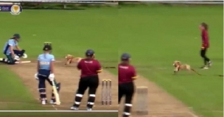 খেলার মাঠে কুকুর! ভয়ে ছুটলেন নারী ক্রিকেটাররা