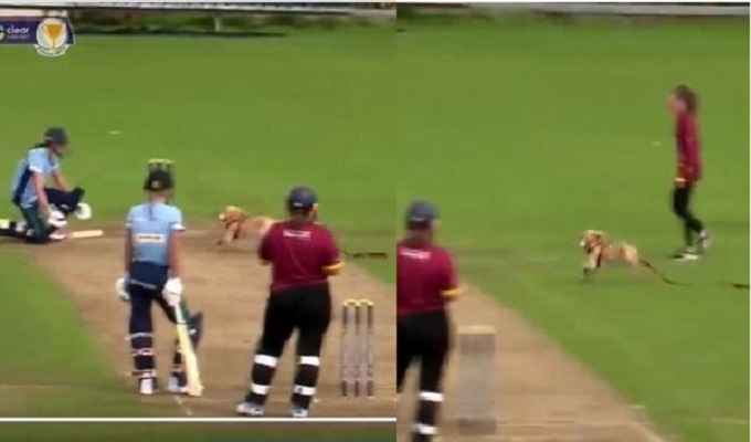 খেলার মাঠে কুকুর! ছুটলেন নারী ক্রিকেটাররা