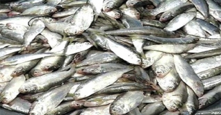 সারা দেশে ৮ মাসের জন্য জাটকা ধরা নিষেধ