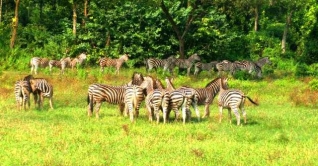 জেব্রার মৃত্যু : ভারপ্রাপ্ত কর্মকর্তা ও চিকিৎসককে প্রত্যাহার জেব্রার মৃত্যু : ভারপ্রাপ্ত কর্মকর্তা ও চিকিৎসককে প্রত্যাহার