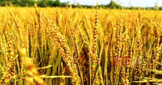 খাদ্যপণ্যের মূল্যবৃদ্ধি: ভাঙলো ৬০ বছরের রের্কড 