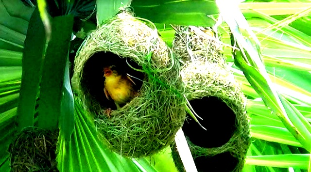 ফাইল ছবি