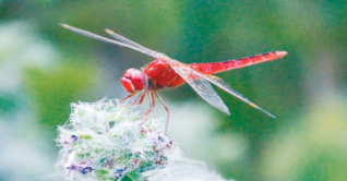 রঙবেরঙের ফড়িং—ডানায় ভর করে রঙিন স্বপ্ন