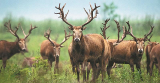 বিলুপ্তি থেকে রক্ষা পেল চীনের মিলু হরিণ বিলুপ্তি থেকে রক্ষা পেল চীনের মিলু হরিণ