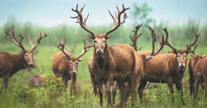 বিলুপ্তি থেকে রক্ষা পেল চীনের মিলু হরিণ