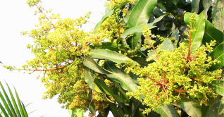 জামালপুরে মুকুলে ছেয়ে গেছে আম গাছ জামালপুরে মুকুলে ছেয়ে গেছে আম গাছ