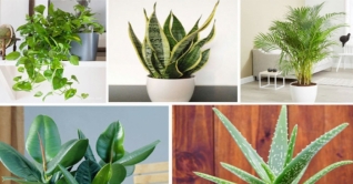 ঘরের মধ্যে কি ধরনের গাছ লাগাবেন! ঘরের মধ্যে কি ধরনের গাছ লাগাবেন!