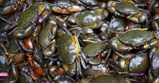 চীনে কাঁকড়া রপ্তানি বন্ধ, দৈনিক ক্ষতি ৪ কোটি টাকা